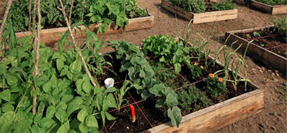 Picture of an herb garden
