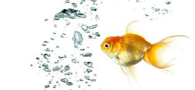 Picture of a goldfish