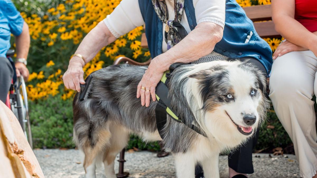 A senior woman is crouched petting an australian shepherd.