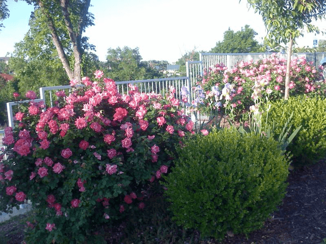 The Rose House image